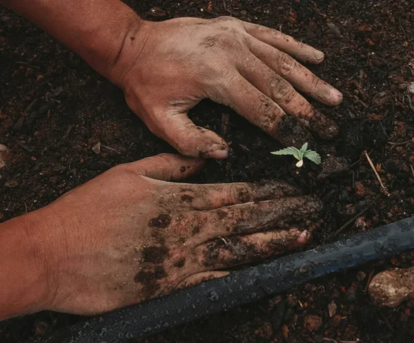 AI Policy - 3 Planting a Seed - True & Authentic Creativity